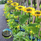 ⏳Time-limited Special⏰Sunflower Solar Garden Stake Led Lights🌻